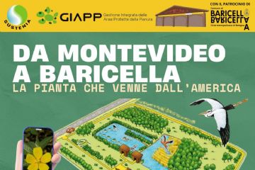 Da Montevideo a Baricella: la pianta che venne dall&#39;America