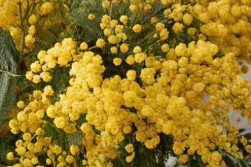 Pranzo della Mimosa a Il Roseto