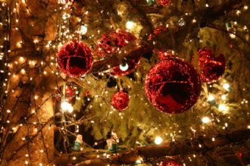 Festa sotto l&#39;Albero
