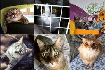 Oasi felina aperta