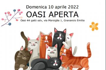 Oasi felina aperta con il mercatino