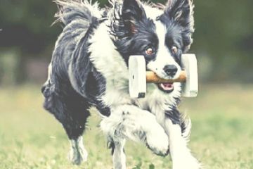 Gara canina