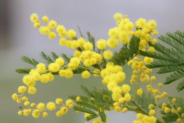 Pranzo della Mimosa a Il Roseto